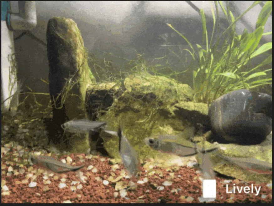 活跃觅食的 7 条小鱼