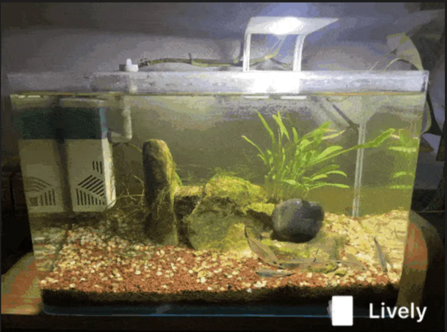 鱼缸全景图