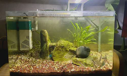 Featured image of post 鱼缸里的生态系统在一年半后