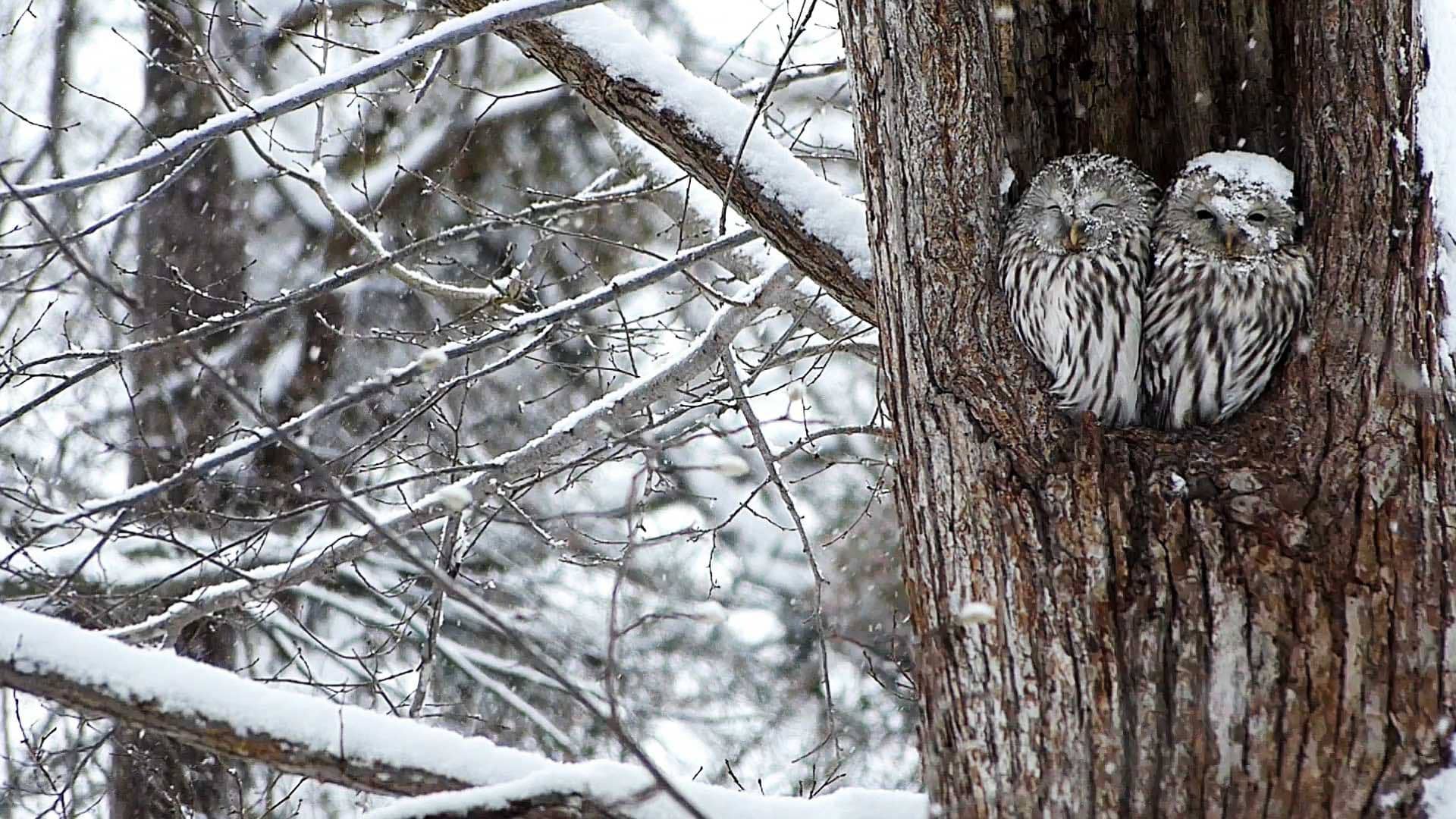 Featured image of post HPE 分兵两路进军超融合市场